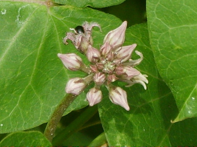 Rough Potato photo 2
