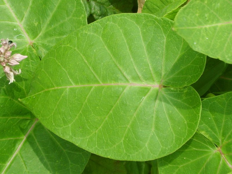 Rough Potato photo 5