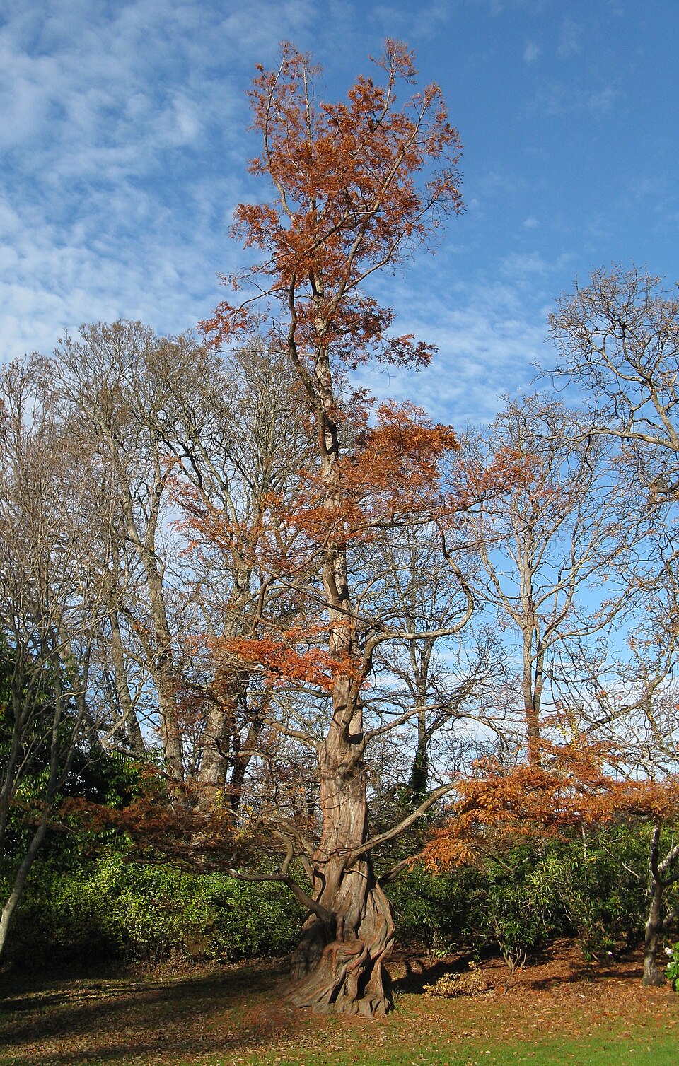 Dawn Redwood photo 2