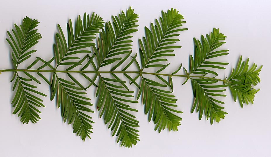 Dawn Redwood photo 3