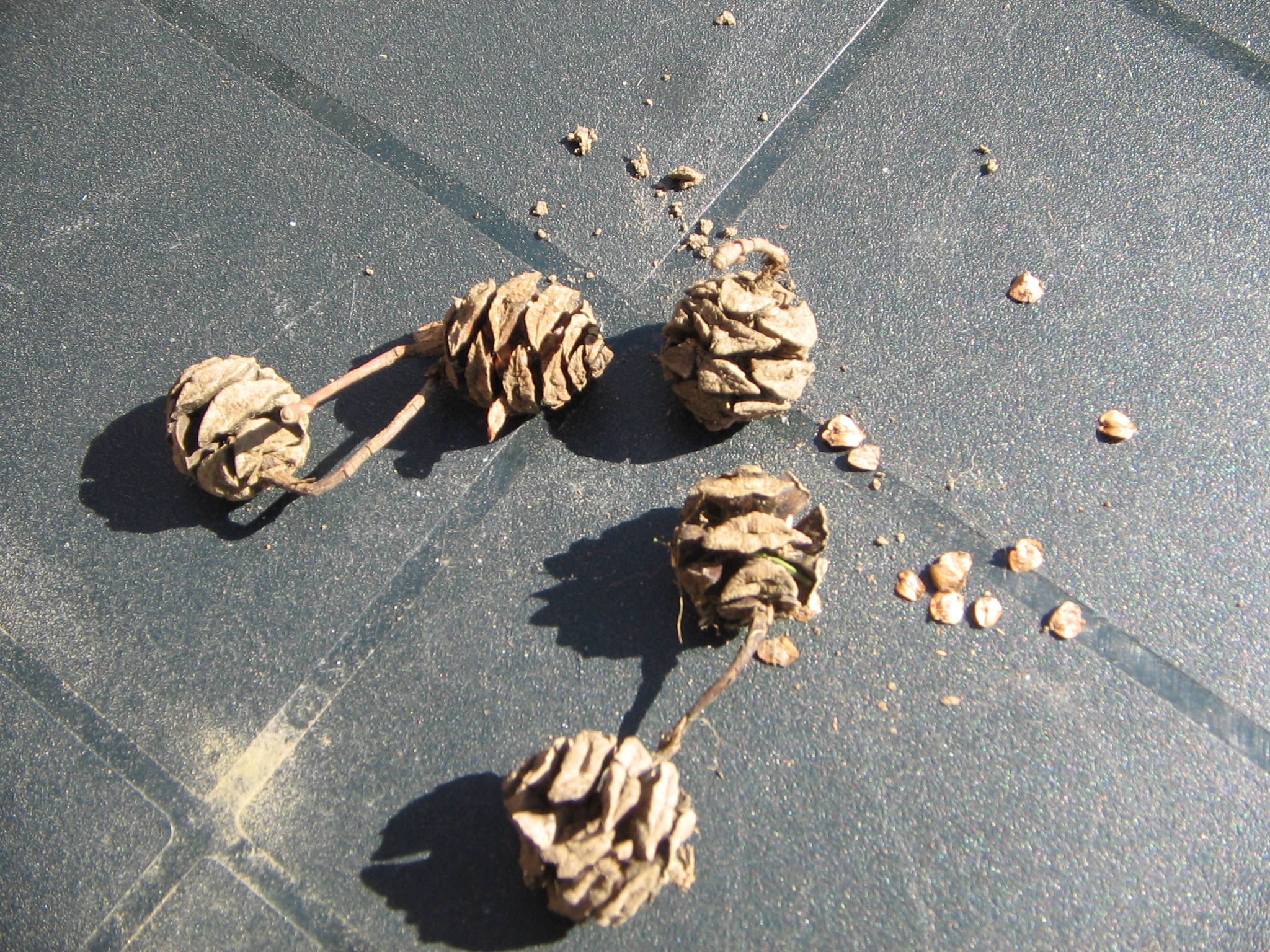Dawn Redwood photo 4