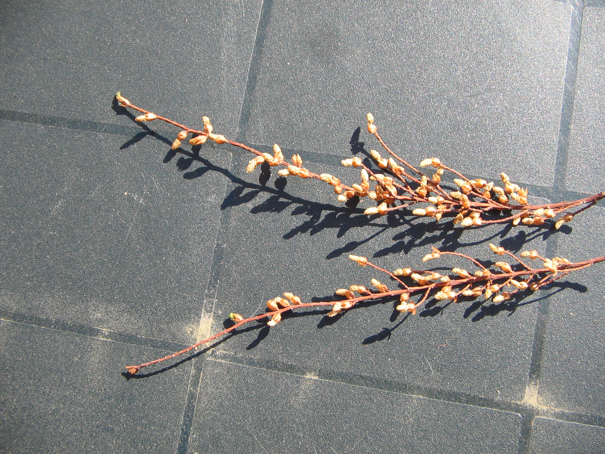 Dawn Redwood photo 5