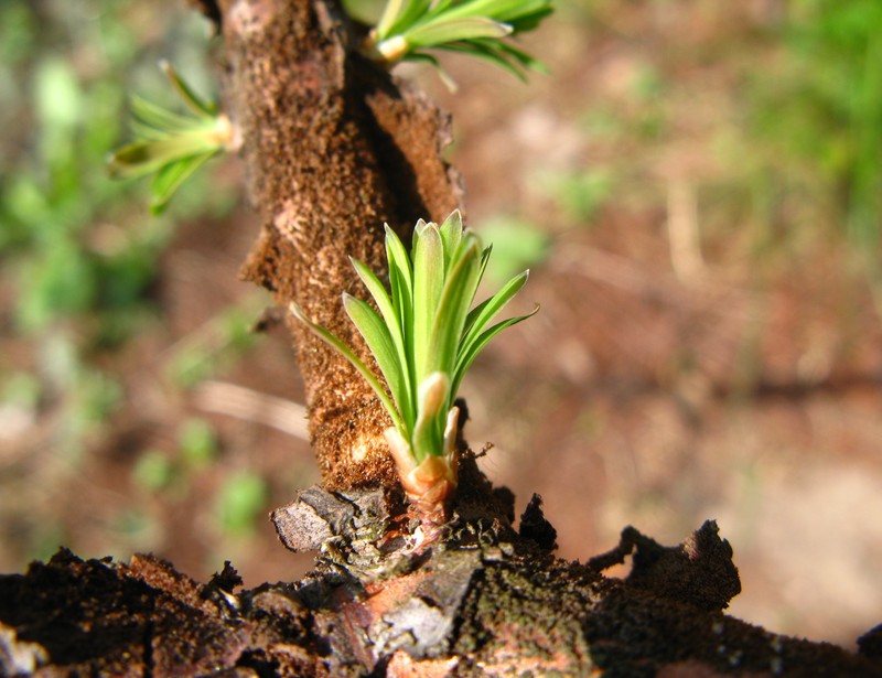 Dawn Redwood photo 6