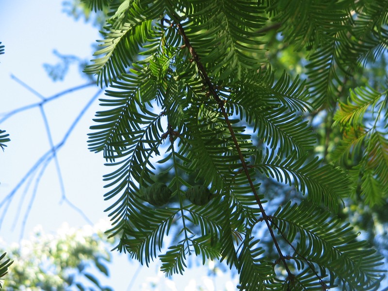 Dawn Redwood photo 7