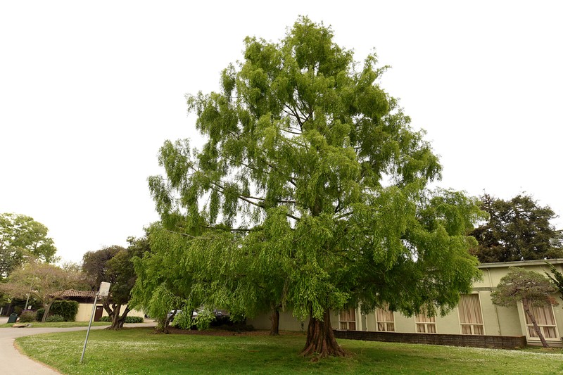 Dawn Redwood photo 8
