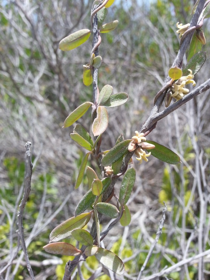 Caribbean Swallow-Wort