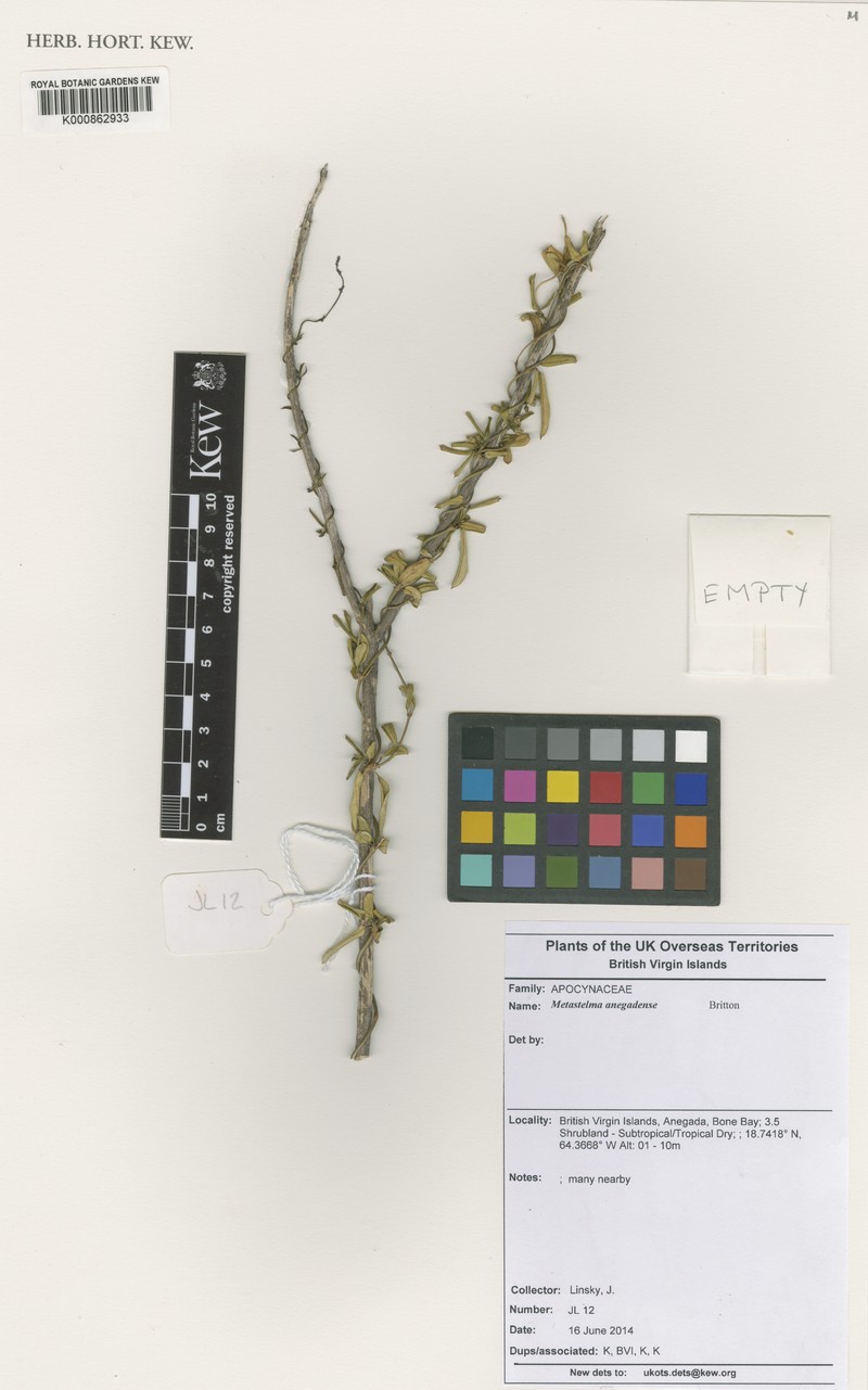 Caribbean Swallow-Wort photo 4