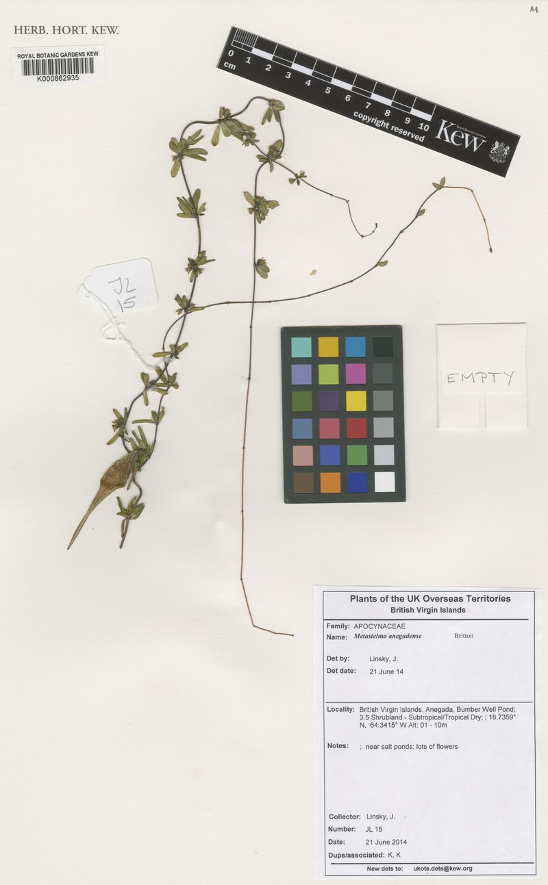 Caribbean Swallow-Wort photo 6