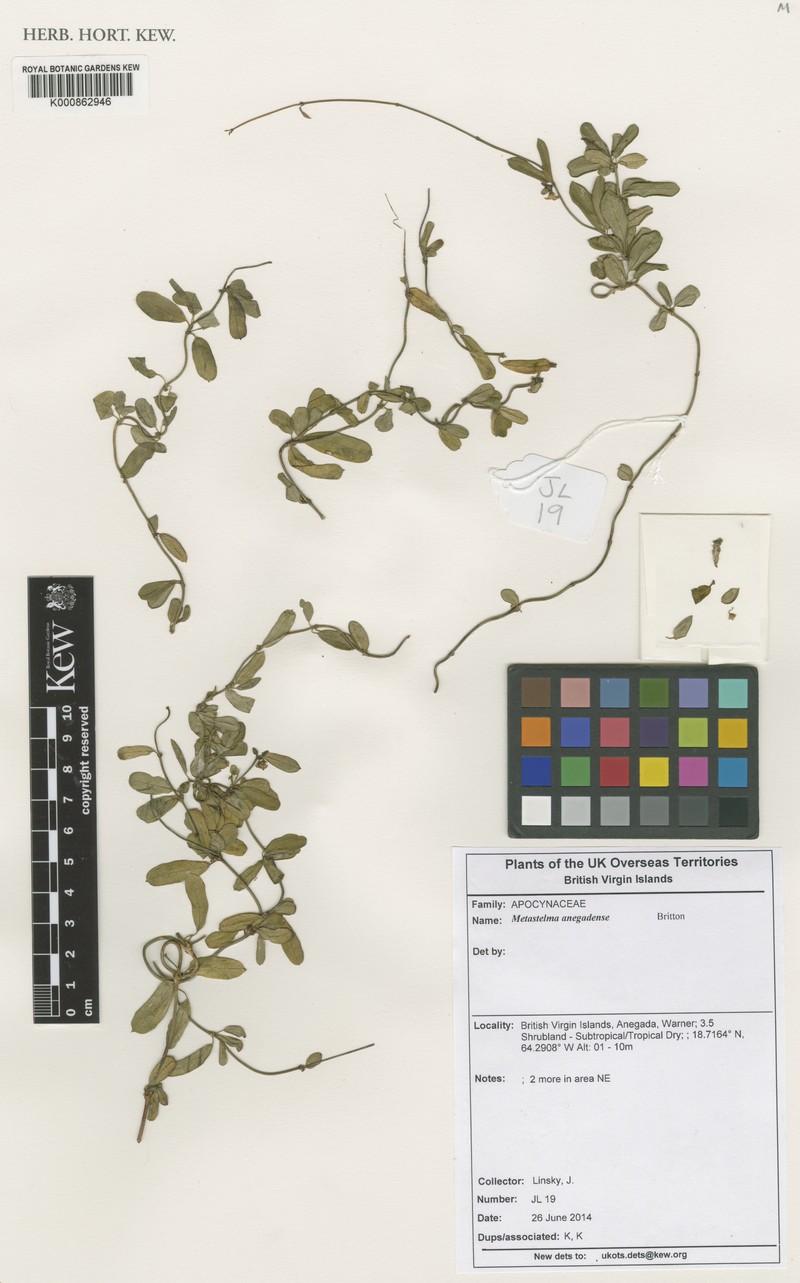 Caribbean Swallow-Wort photo 7