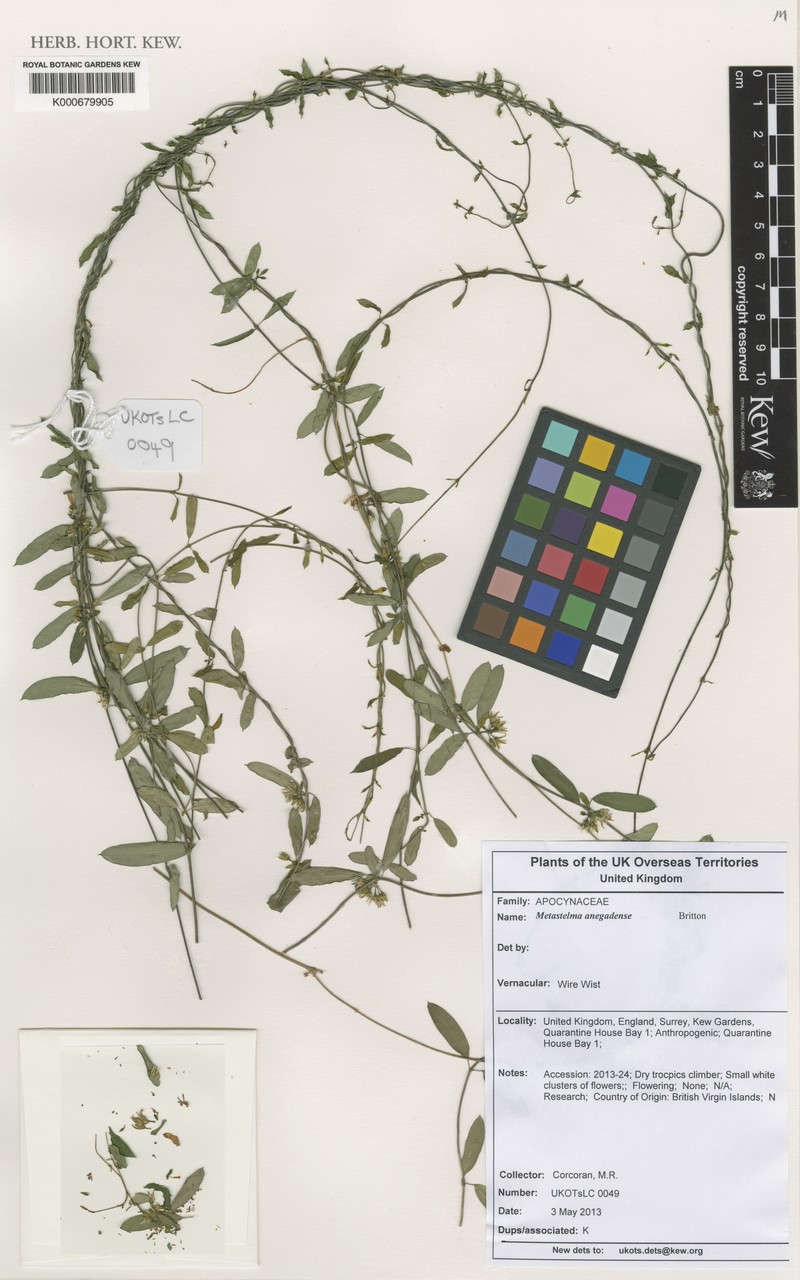 Caribbean Swallow-Wort photo 8