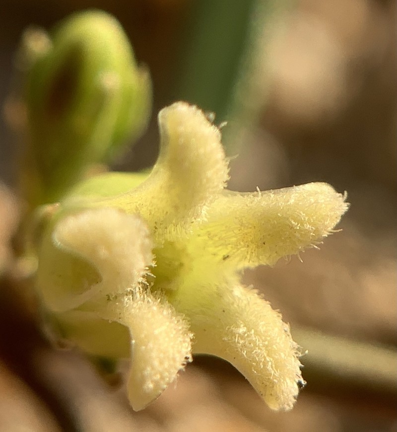 Arizona Swallow-Wort