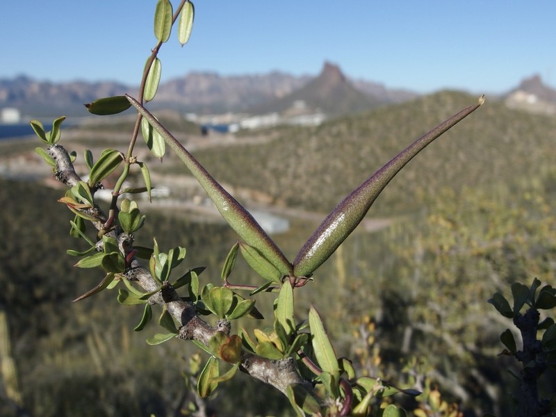 Arizona Swallow-Wort photo 2