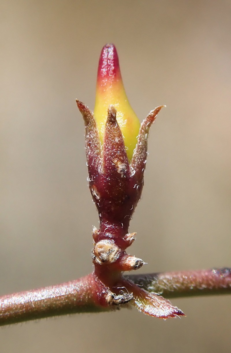Arizona Swallow-Wort photo 3