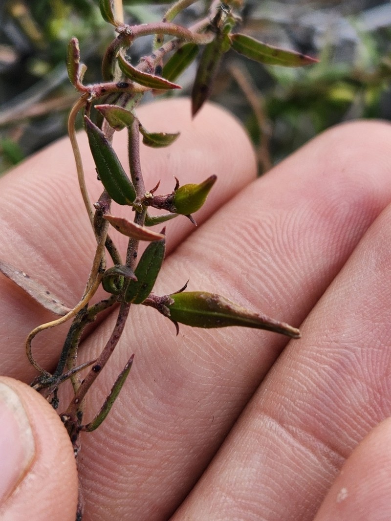 Arizona Swallow-Wort photo 4