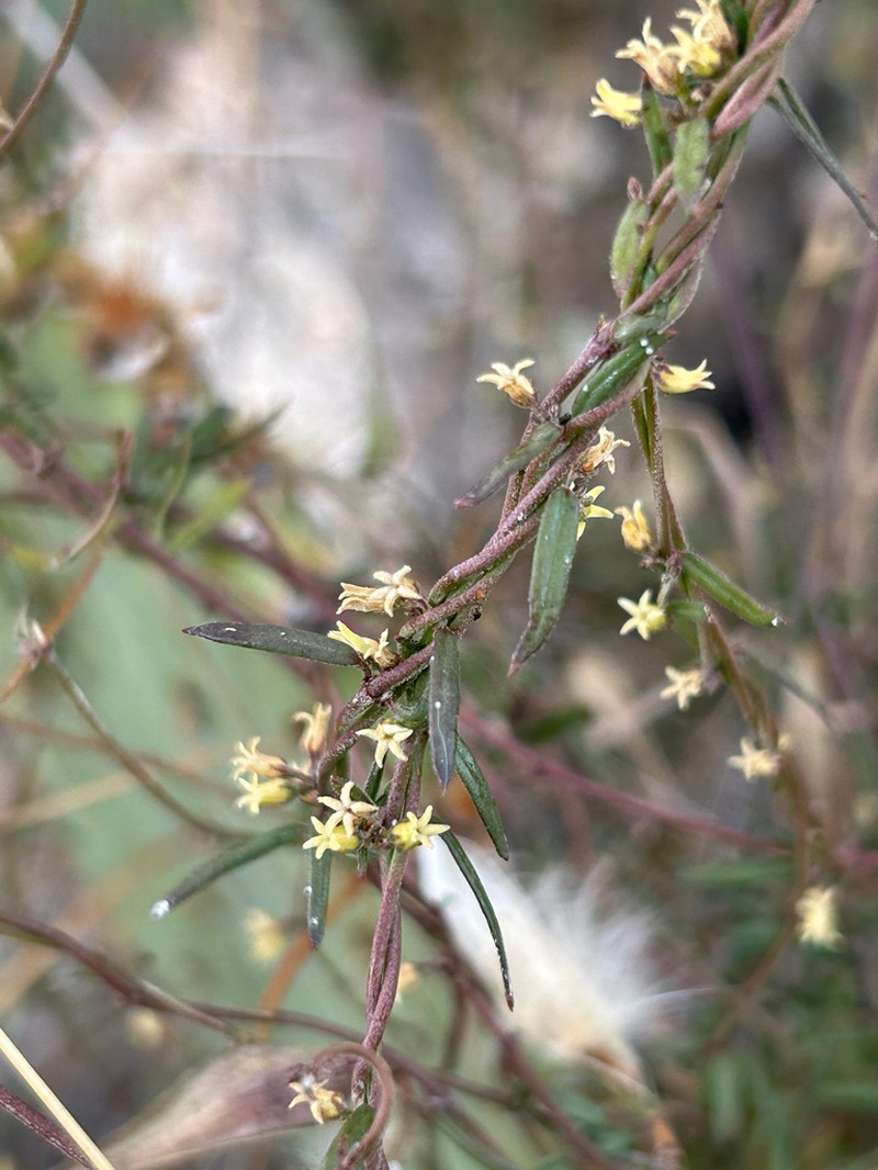Arizona Swallow-Wort photo 5