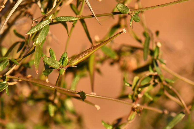 Arizona Swallow-Wort photo 7