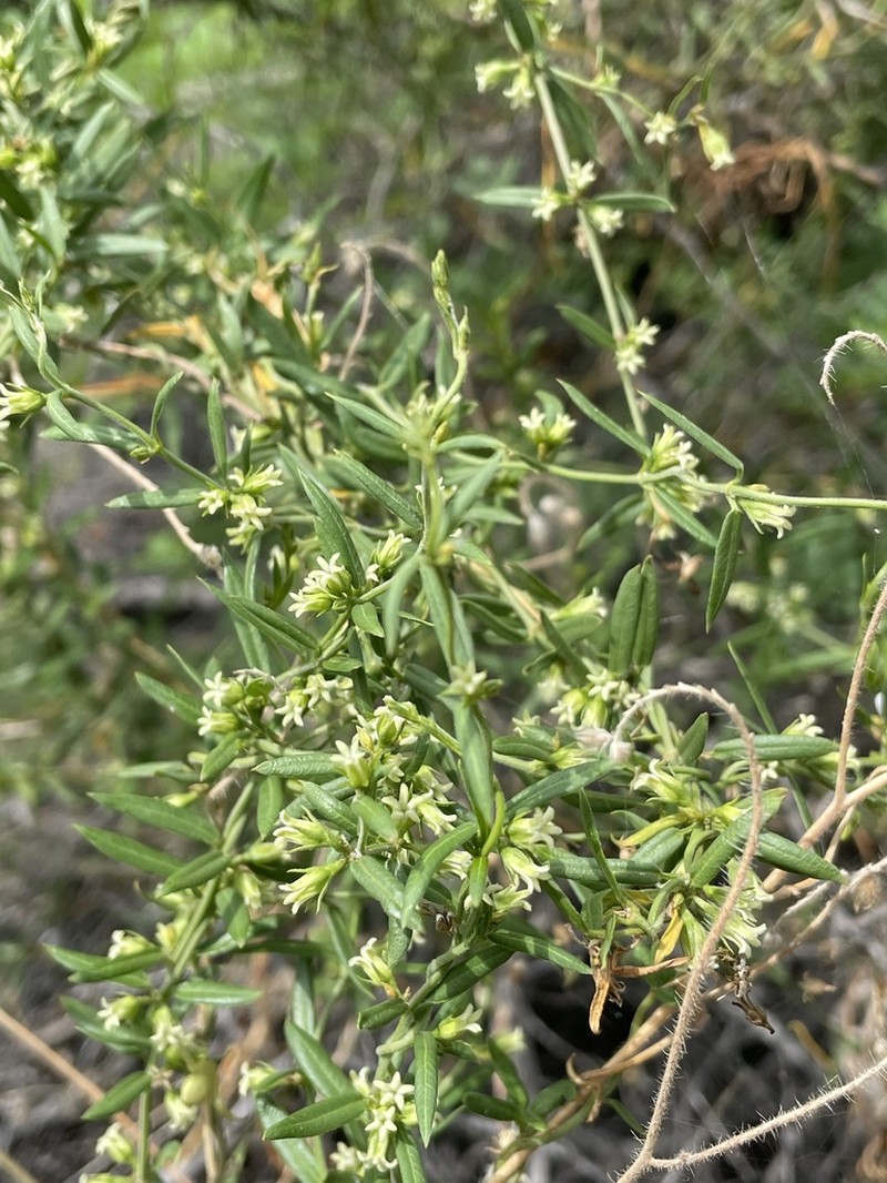 Arizona Swallow-Wort photo 8