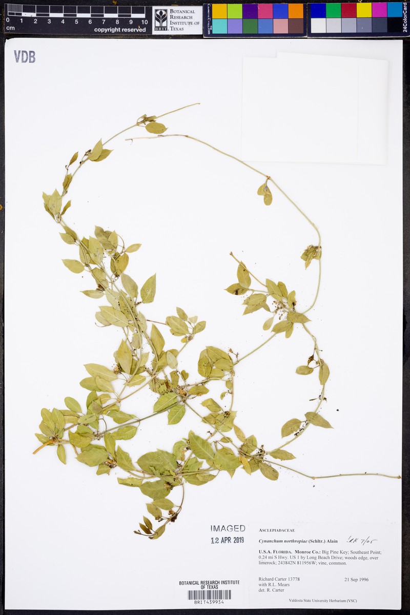 Fragrant Swallow-Wort