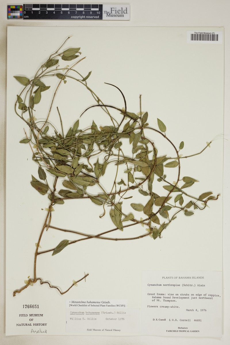 Fragrant Swallow-Wort photo 2