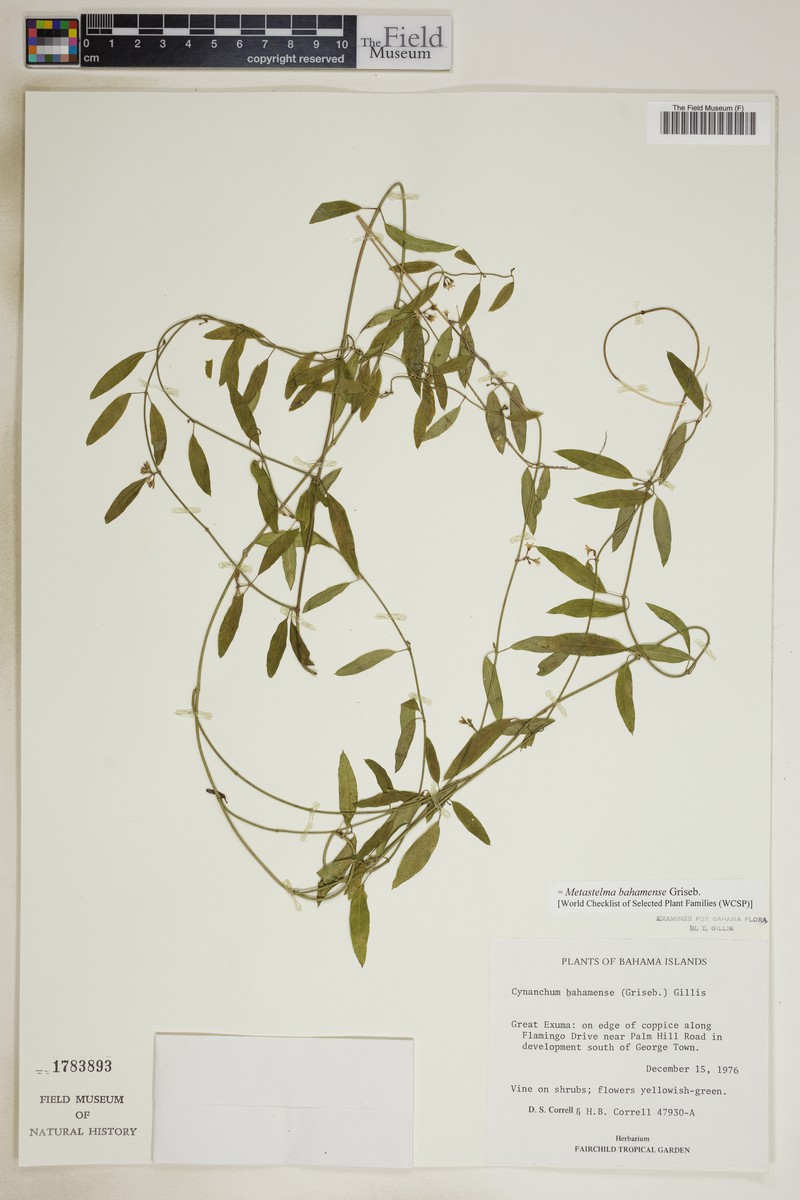 Fragrant Swallow-Wort photo 3