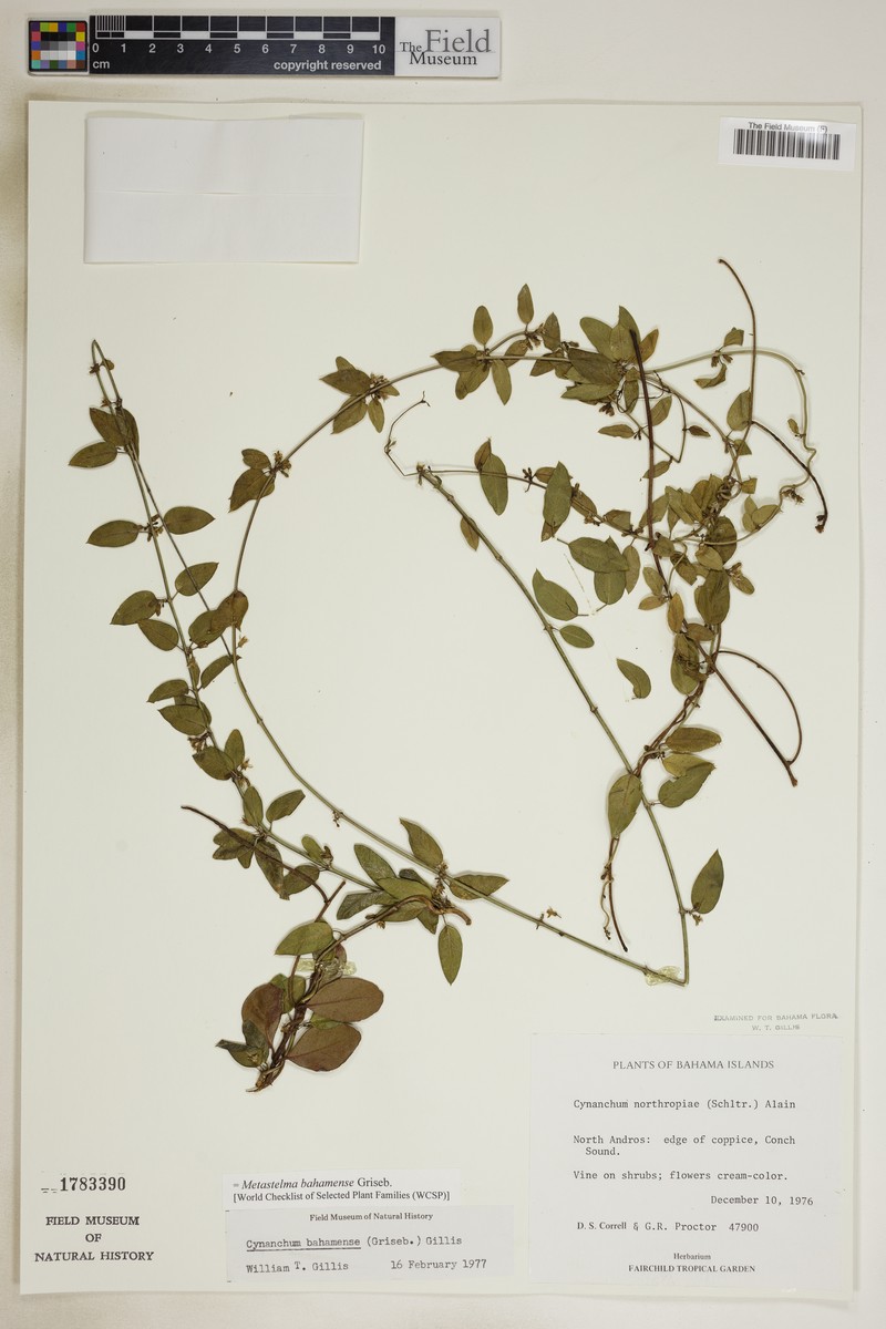 Fragrant Swallow-Wort photo 5