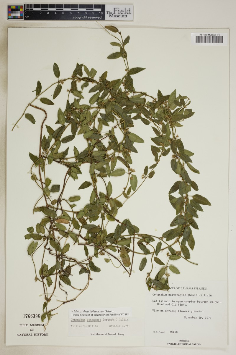 Fragrant Swallow-Wort photo 6