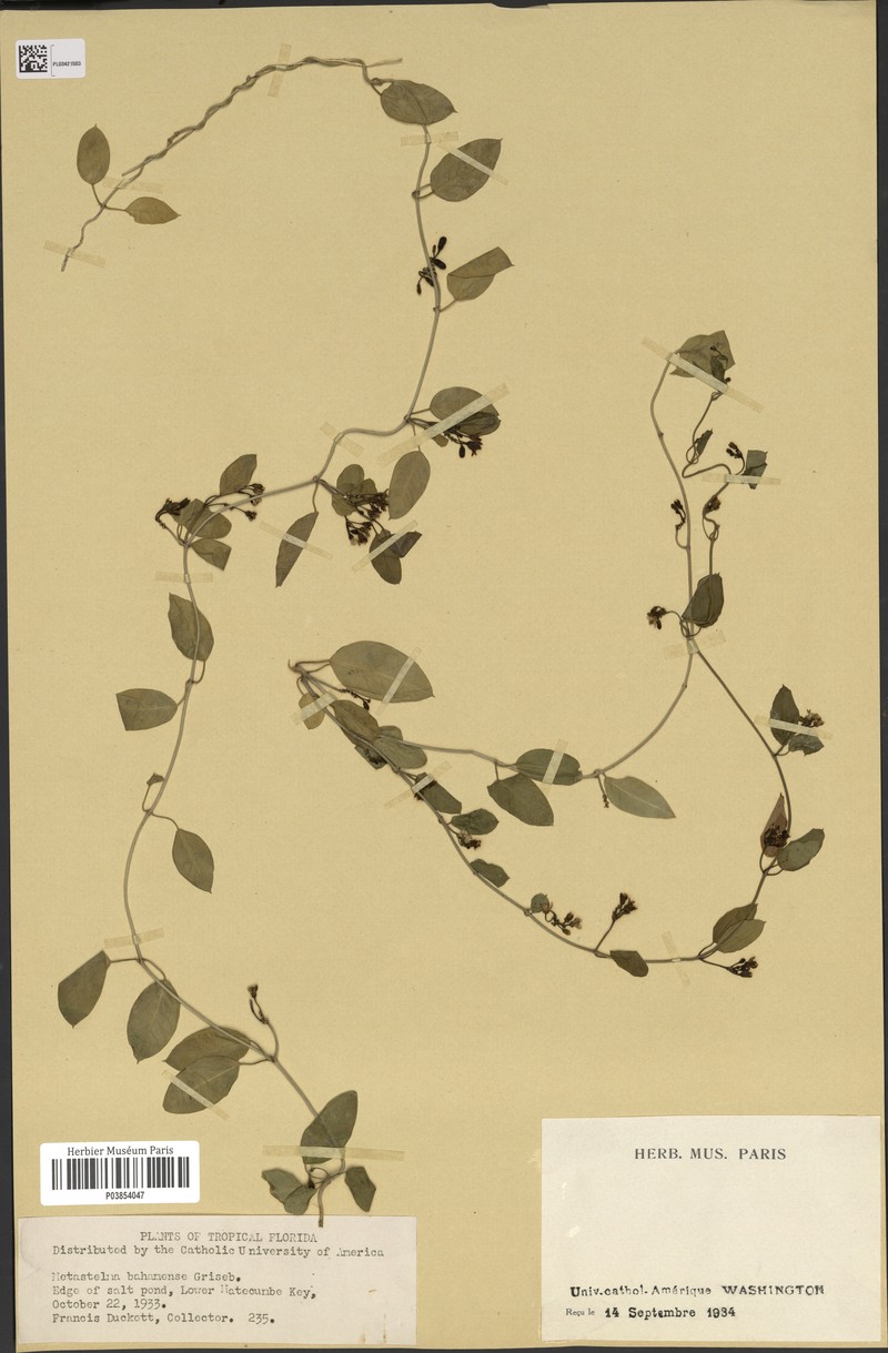 Fragrant Swallow-Wort photo 7