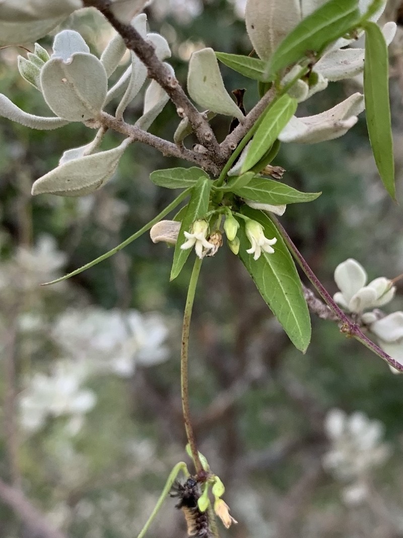 Bearded Swallow-Wort