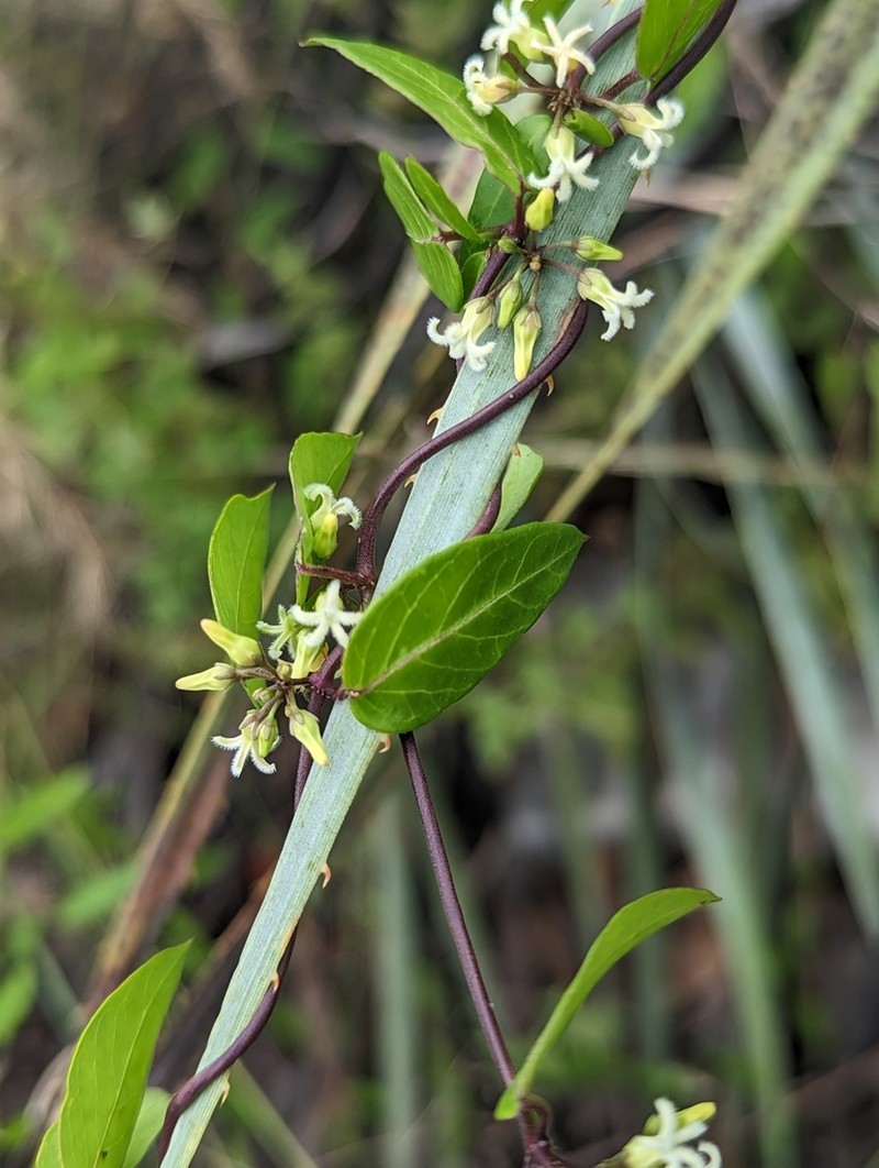 Bearded Swallow-Wort photo 2