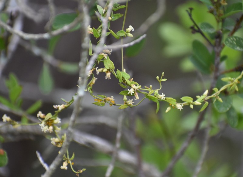Bearded Swallow-Wort photo 3