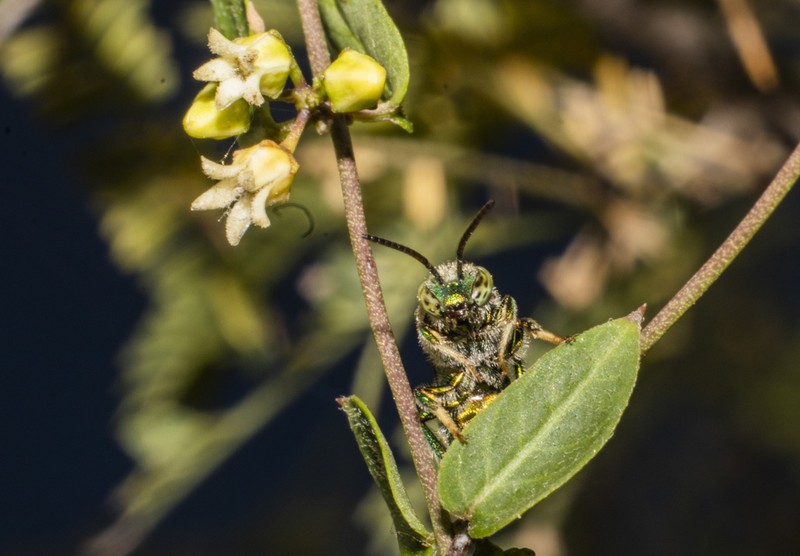 Bearded Swallow-Wort photo 4