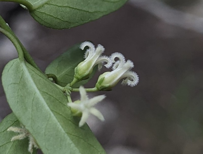 Bearded Swallow-Wort photo 5
