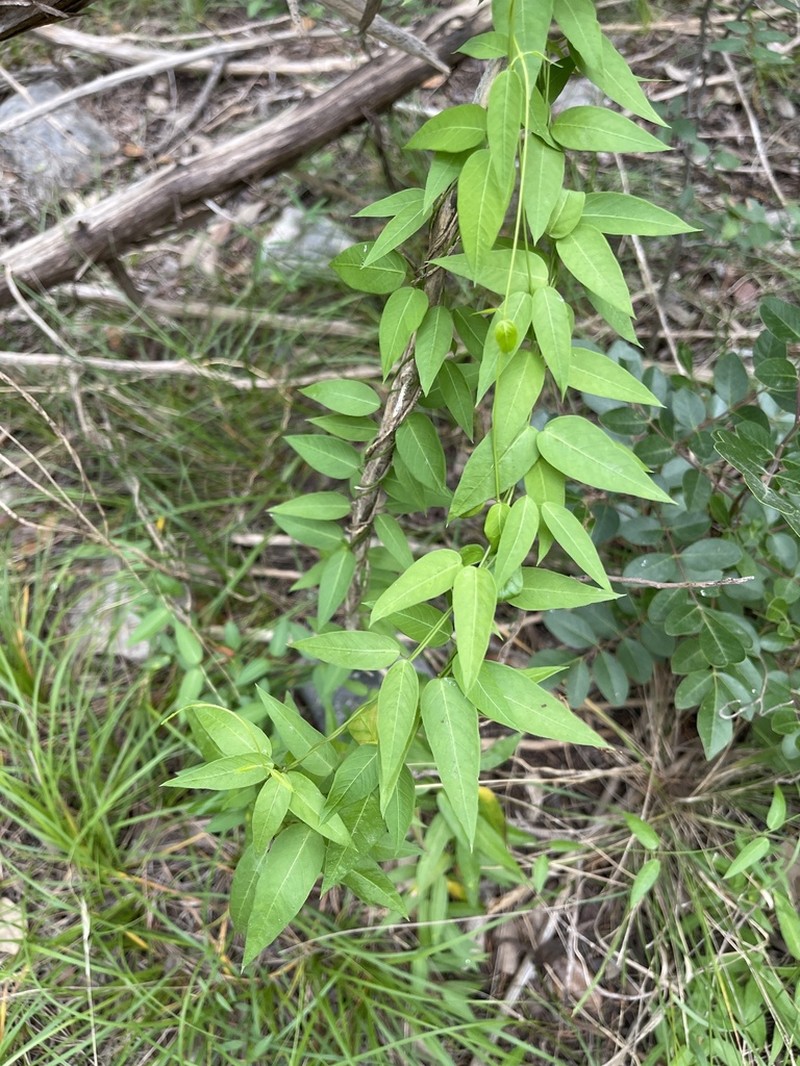 Bearded Swallow-Wort photo 6
