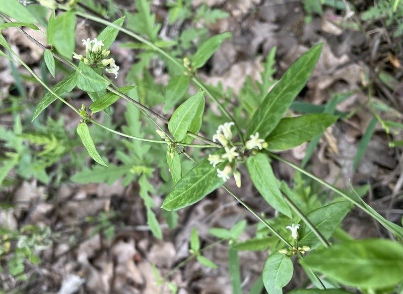 Bearded Swallow-Wort photo 7