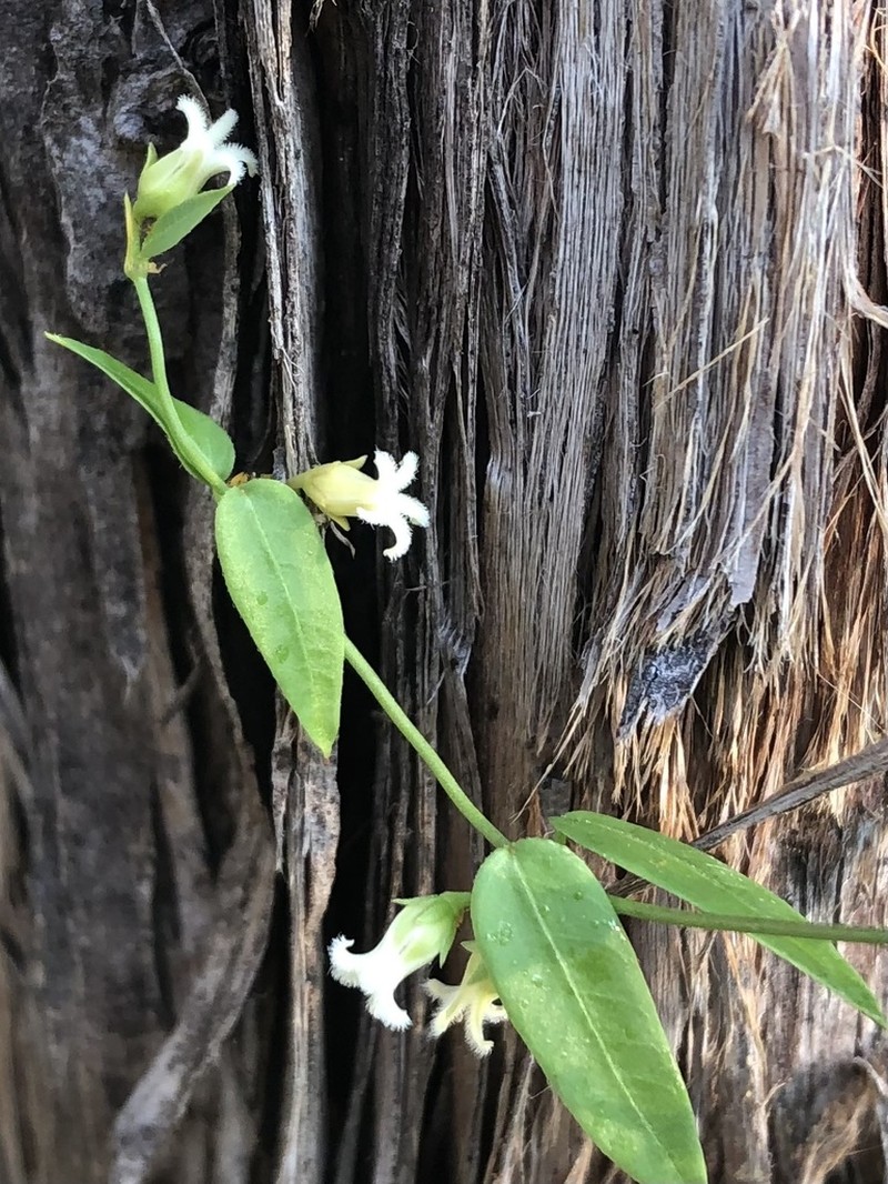 Bearded Swallow-Wort photo 8