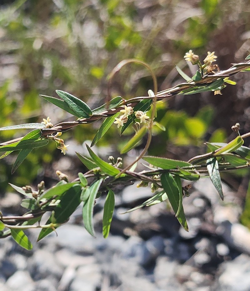 Blodgett's Swallow-Wort