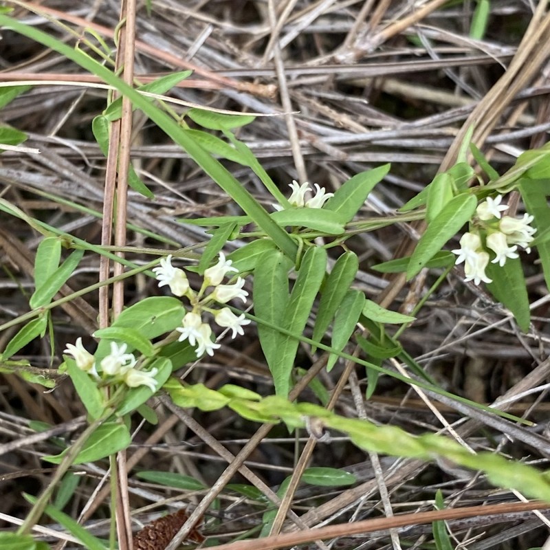 Blodgett's Swallow-Wort photo 2