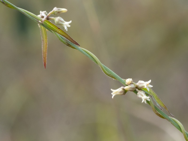 Blodgett's Swallow-Wort photo 3