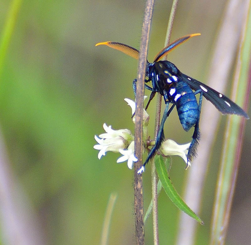 Blodgett's Swallow-Wort photo 4