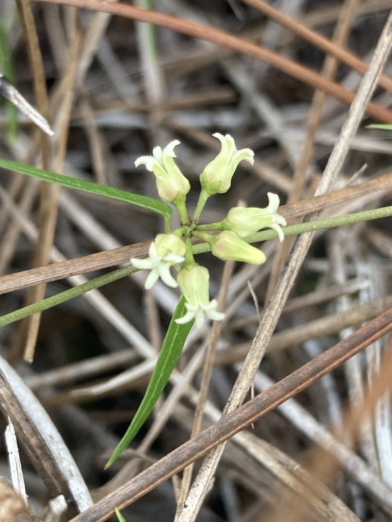 Blodgett's Swallow-Wort photo 5