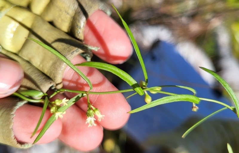 Blodgett's Swallow-Wort photo 6