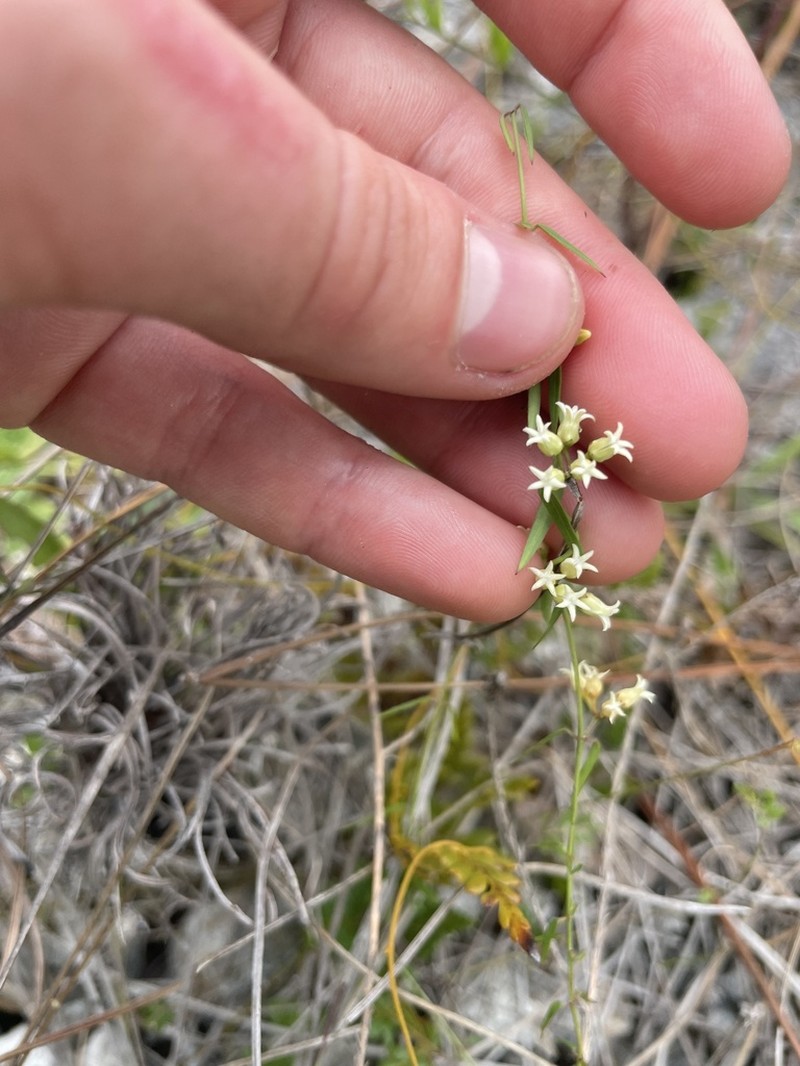 Blodgett's Swallow-Wort photo 7