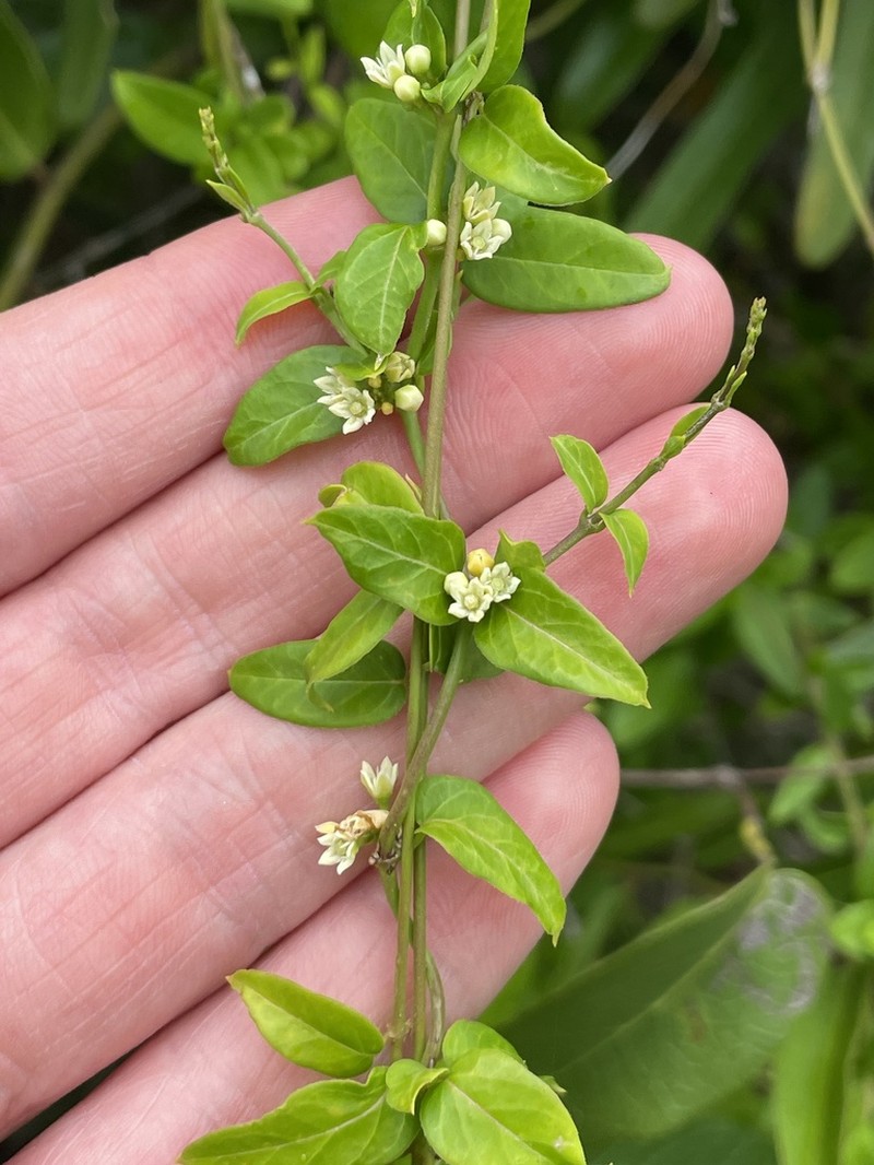 Cheesman's Swallow-Wort