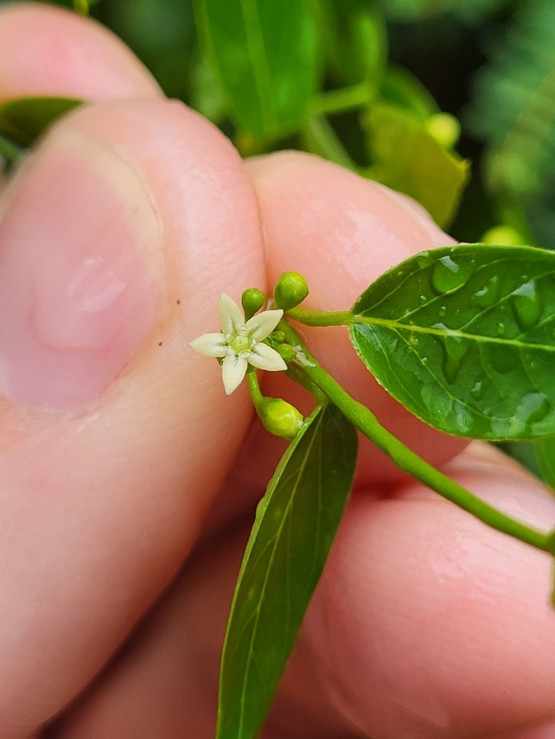 Cheesman's Swallow-Wort photo 4