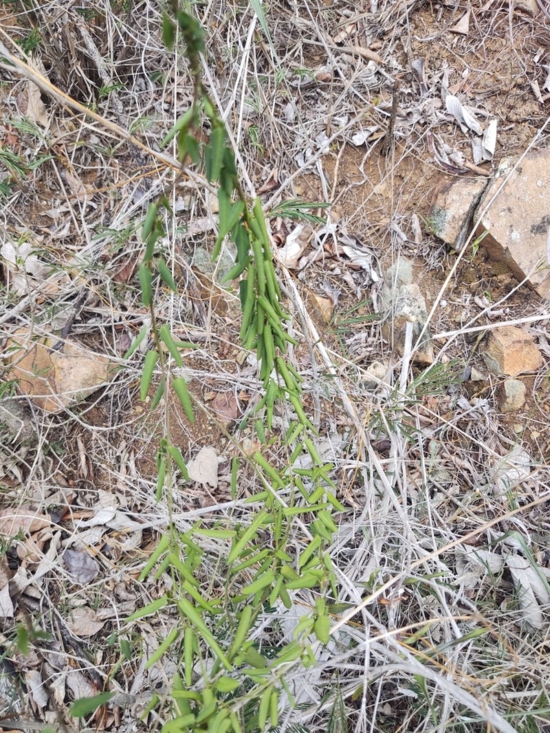 Cheesman's Swallow-Wort photo 6
