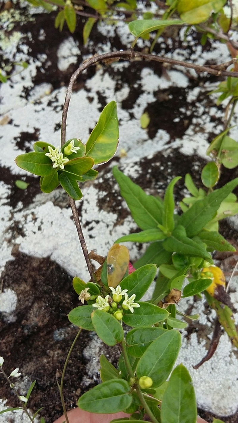 Cheesman's Swallow-Wort photo 7