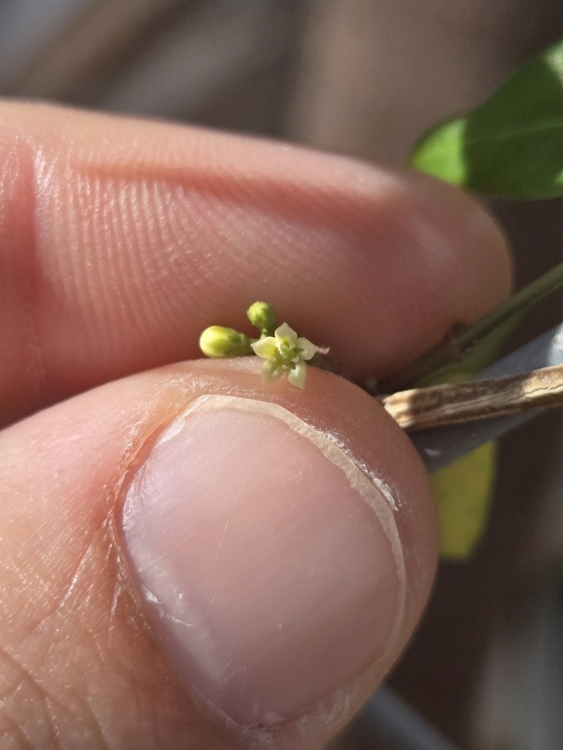 Cheesman's Swallow-Wort photo 8