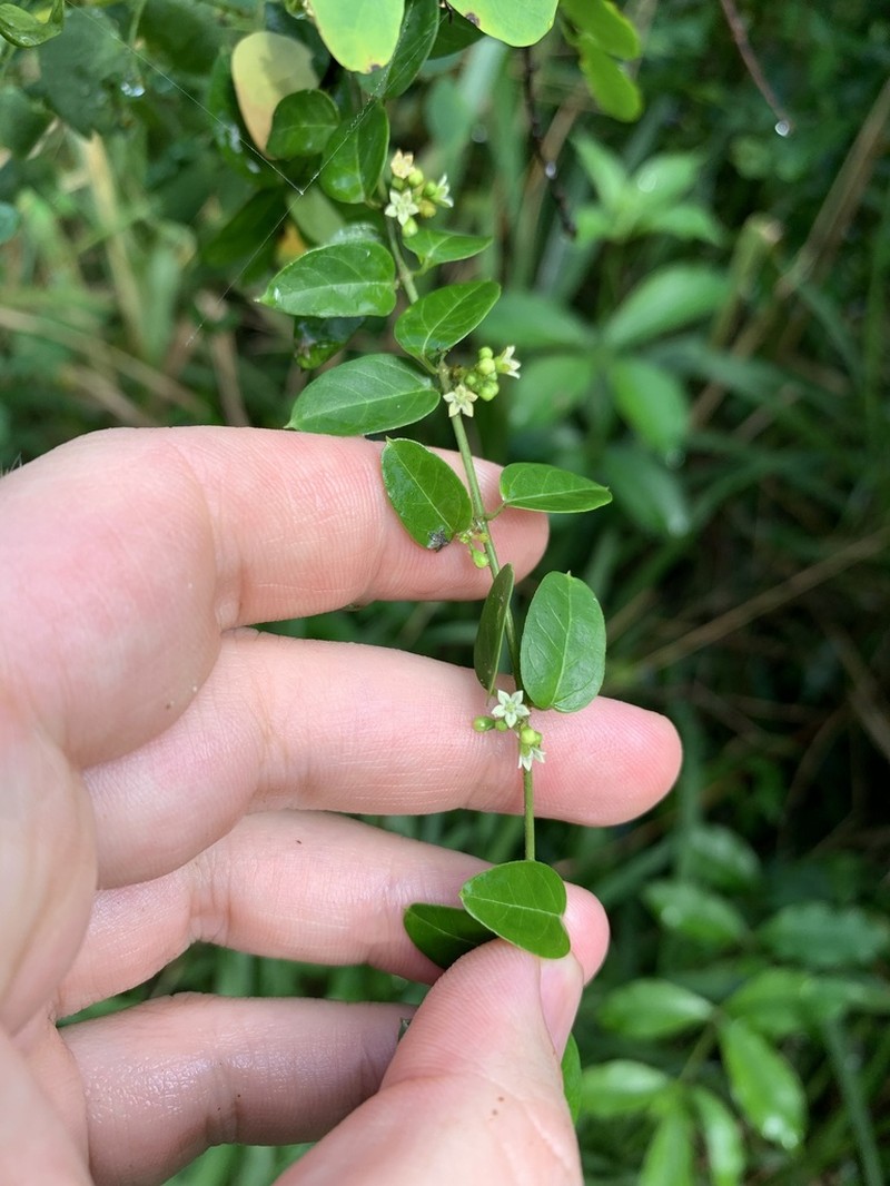 Grisebach's Swallow-Wort photo 2