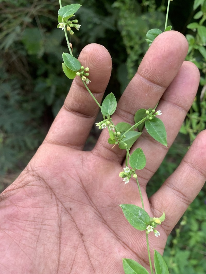 Grisebach's Swallow-Wort photo 3