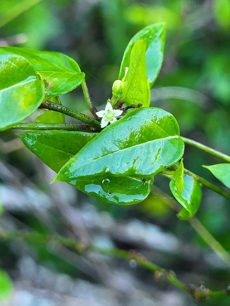 Grisebach's Swallow-Wort photo 5